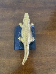 Vintage Gator Trophy Award On Base Gold Colored Gator 6” Black Base